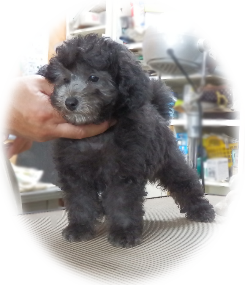 lightbox2=group,smash_silver